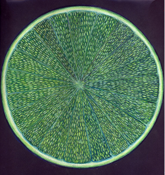Lime