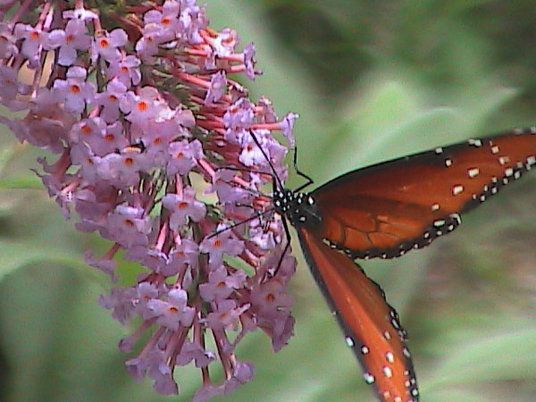 life's flower