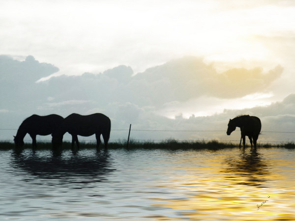 Horses-Alone