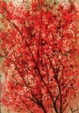 Red Flower Tree. Omaha,NE. USA
