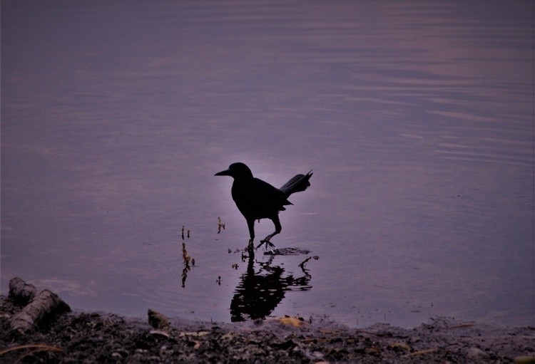 Grackle In Purple
