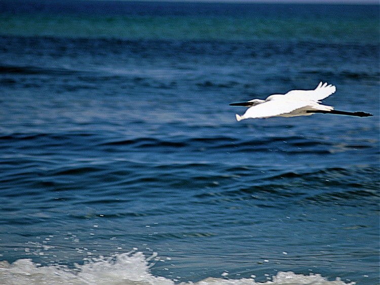 Egret in flight above the surf