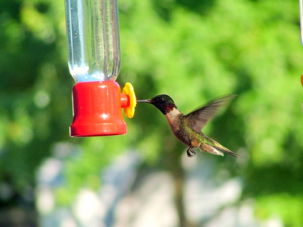 A young Male Ruby Thorate hummer