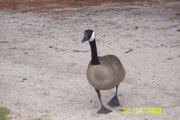 Silly Goose