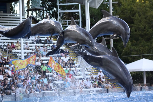 Dolphins in flight