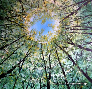 Lie Beneath The Trees