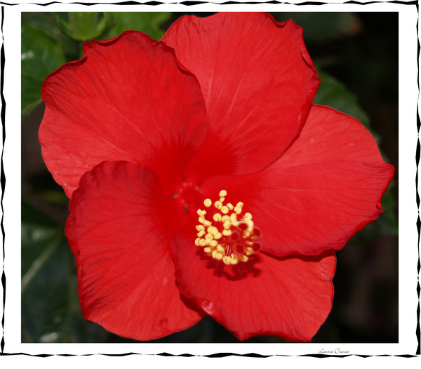 Hibiscus