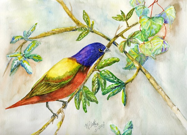 Painted Bunting