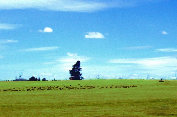 Typically Tasmanian
