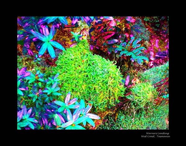 West Coast Foliage TASMANIA