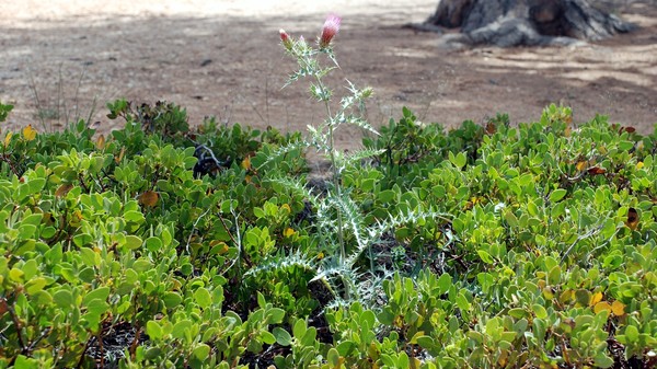 More plants - Bryce Canyon, UT