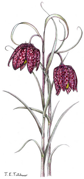 Fritillary