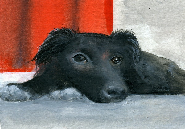 Its a Dogs Life