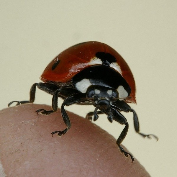 Charging Ladybug