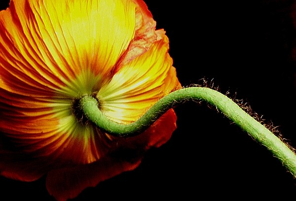 Poppy #2