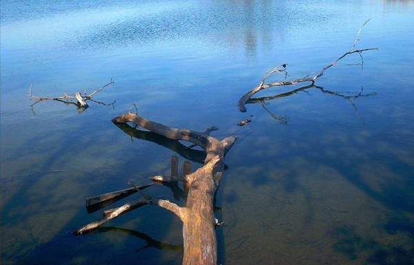 tree in water 2