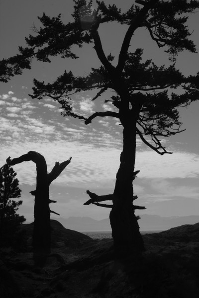 Tress Against the Sky