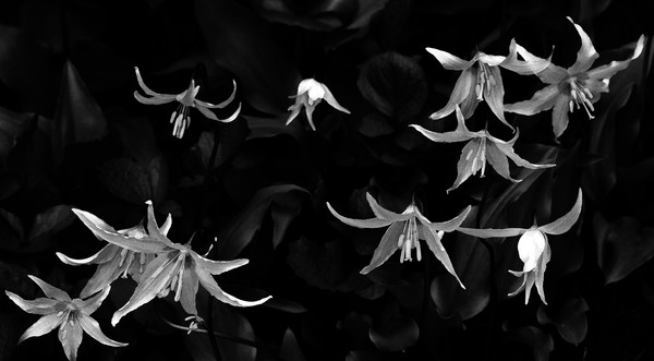 Ode to the Avalanche Lily