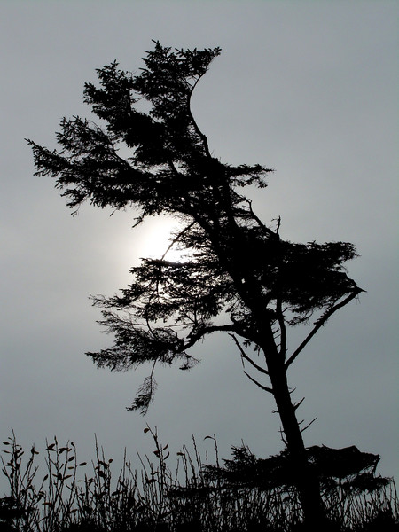 Sun within a Tree's Embrace