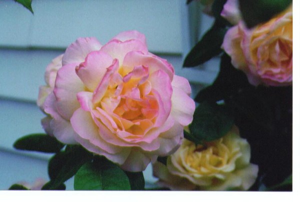 Mom's rose