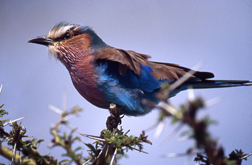 Roller