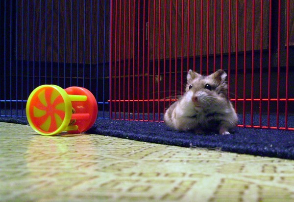 proud princess peekaboo