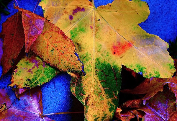 The Enchantment of Leaves