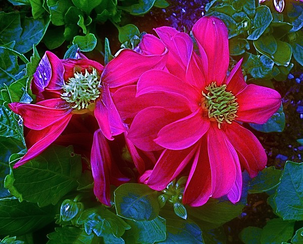 Magical Flower Garden