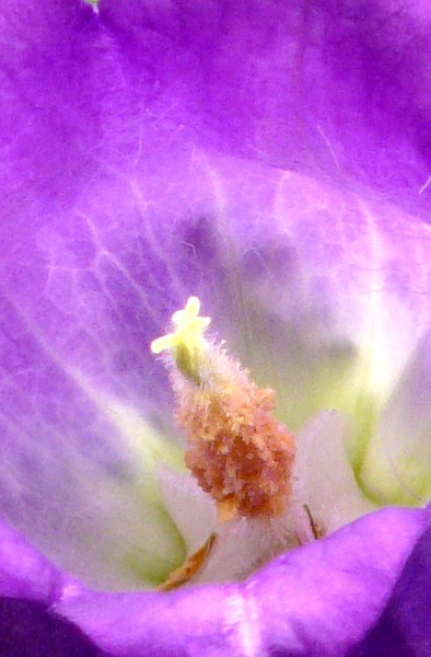 Purple canterbury Bell