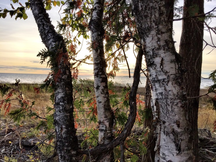 Birch