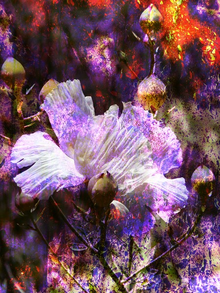 Wild Flower