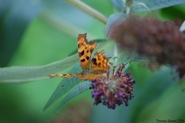 butterfly