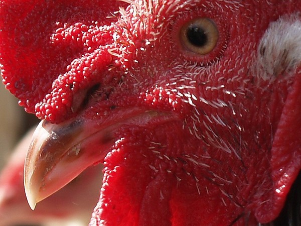 Photogenic Rooster 
