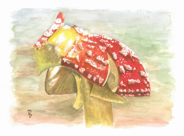 Mushroom of Snow White
