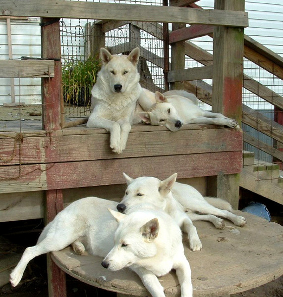 The Pack