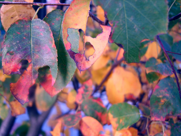 Golden pink Leaves
