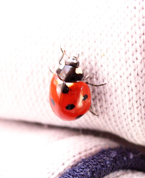 LadyBug LadyBug