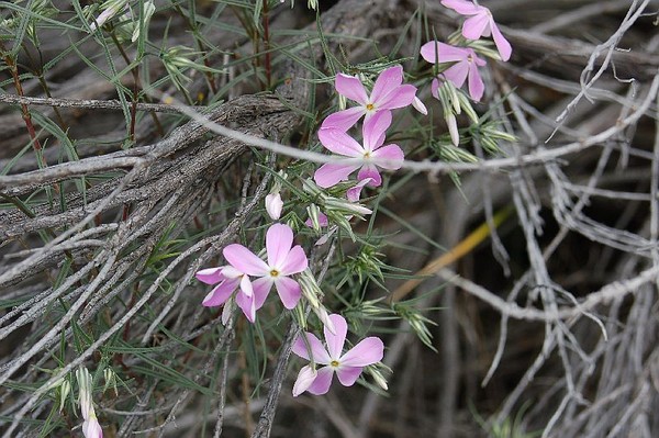 'purple sage'