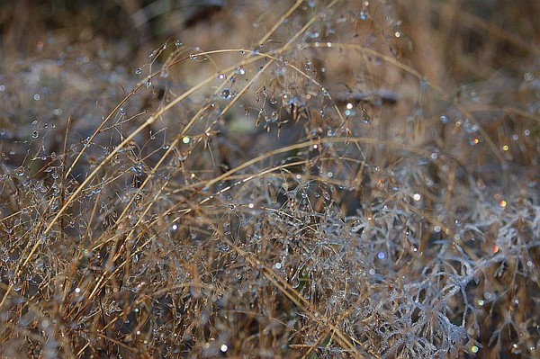 jewelled grass