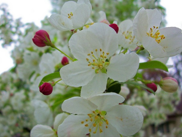 Blooming