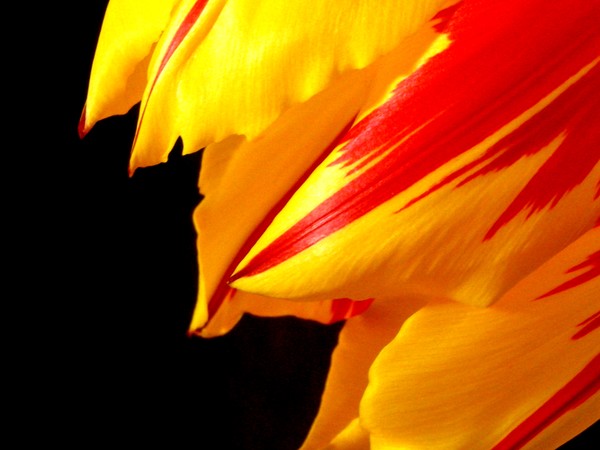 Dripping Petals