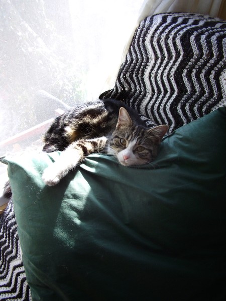 Bootsie at rest...