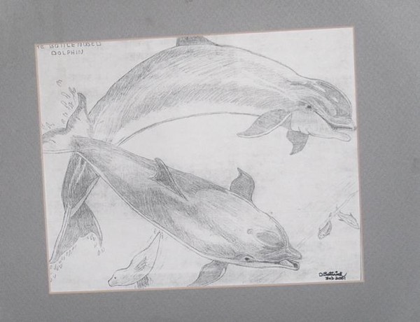 MY DOLPHINS