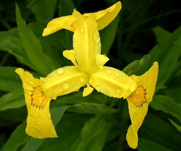 Yellow iris 