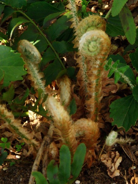 unfurling ferns