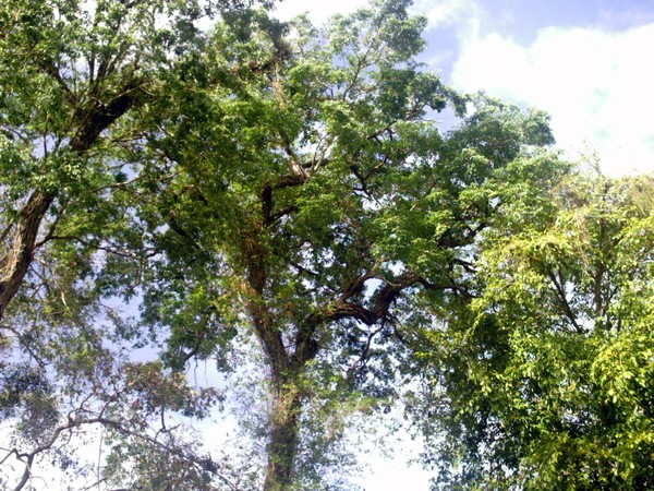 arboles