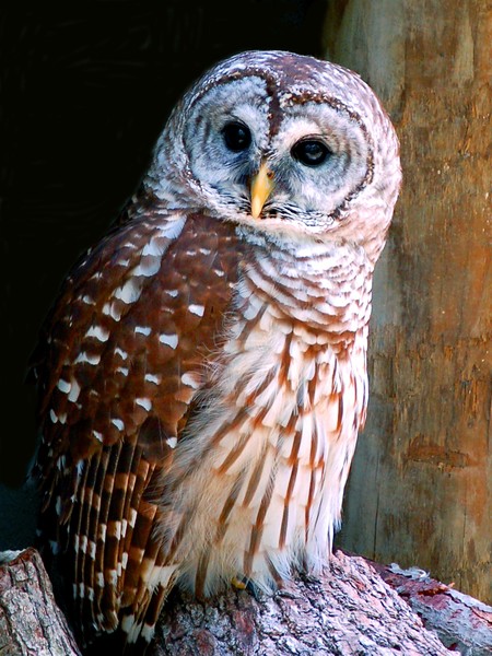 Curious Owl