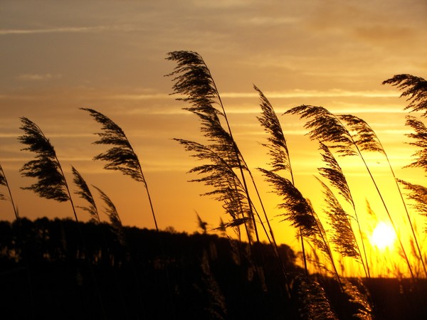 Sunrise over Marsh Grass