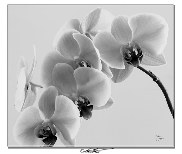 Orchid