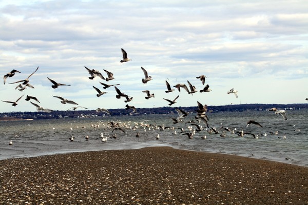 Gulls in flight